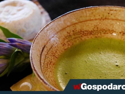 Matcha – kto powinien na nią uważać?