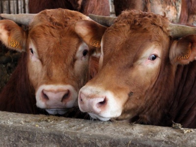 Ceny polskiej wołowiny zagrożeniem dla jej konkurencyjności na rynku UE