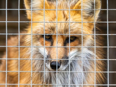 Koniec hodowli zwierząt na futra. 