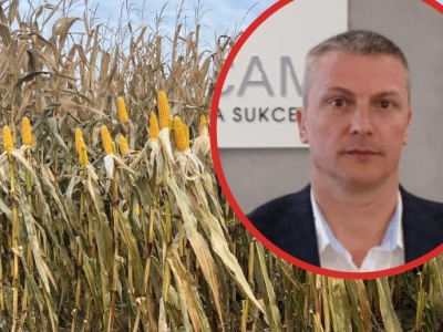 Przyspieszają żniwa kukurydzy ziarnowej. Czy ziarno będzie suchsze?