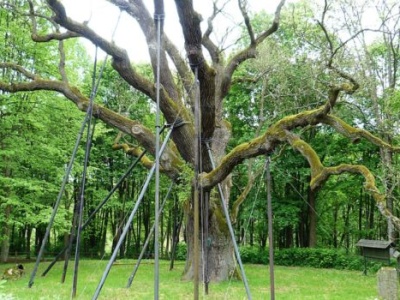 Tysiąc Dębów na Tysiąclecie Państwa Polskiego – zielony symbol tysiącletniej historii