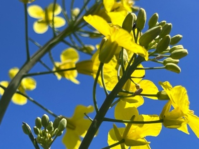 Niewielki wzrost ceny rzepaku na paryskiej giełdzie