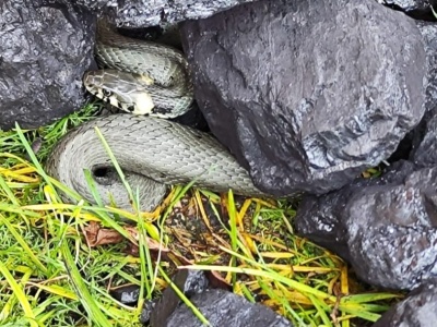 Zaskroniec w węglu. Spokojne zakończenie nietypowej sytuacji