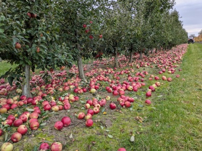 Rolnictwo pod presją regulacji, import bez ograniczeń