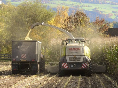 22.10.2025 Ceny skupu zbóż, kukurydzy, oleistych i strączkowych: jęczmień w dół, a jak kukurydza?