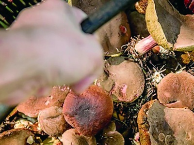 Szukając grzyby łatwo stracić orientację!