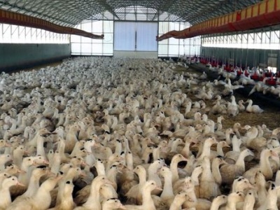 Zaraza uderzyła na naszym terenie. Mnóstwo ptaków nie żyje