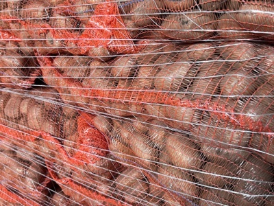 Kryzys ziemniaczany. Ile rolnik z Europy Zachodniej dostaje za ziemniaki i czy może liczyć na rekompensaty?