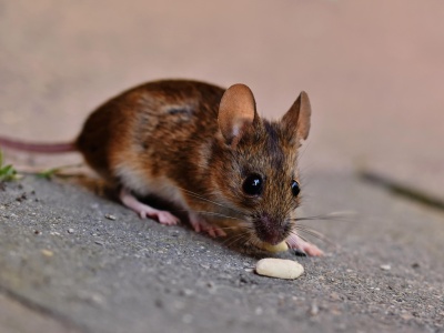 Hantawirus – Co to jest, jak się go przenosi i jakie niesie zagrożenia?