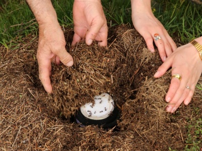 Jogurt na mrówkach. Naukowcy zbadali biologiczne podstawy działania tradycyjnego przepisu