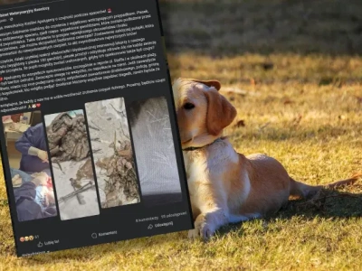 Wstrząsający przypadek w Kieźlinach! Pies zjadł mięso wypełnione gwoździami