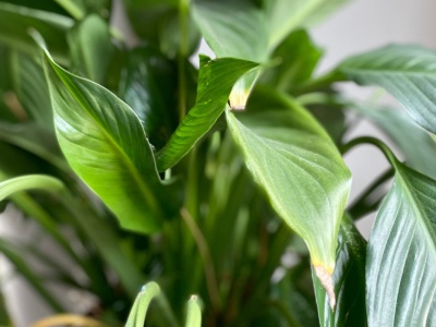 Liście skrzydłokwiatu brązowieją? Ta prosta zmiana od razu je uratuje