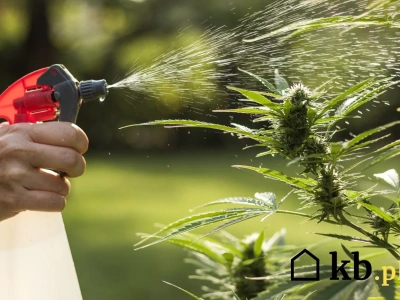 Chwasty zwiędną po jednym spryskaniu! Zrób ten prosty domowy roztwór