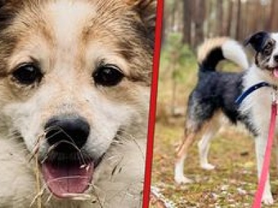 Kundelki z Miluszkowa czekają na nowe rodziny