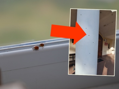 Leśnicy ostrzegają przed inwazyjnym owadem. 