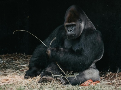 Znaleźli goryle w opuszczonym zoo. Nagranie wywołało burzę