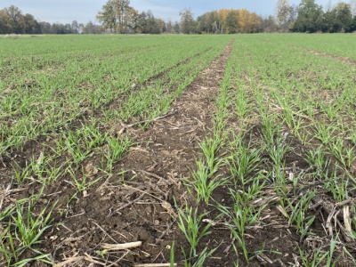 Jeszcze nie wszystkie oziminy wysiane, a te z wcześniejszego siewu już chorują