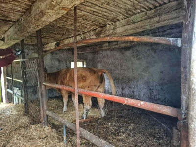 Wypuścił byki na ludzi! Horror na wsi