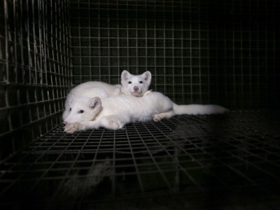 Walka o zakaz hodowli na futro trwa. Pytamy o wątpliwości, króliki i jego przyszłość