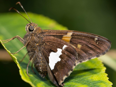 Dron-ćma: lata jak owad i śledzi światło – bez AI