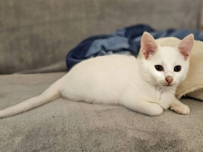 Śnieżnobiały Duszek czeka na dom