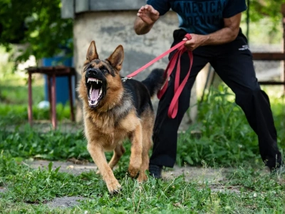 To tutaj psy najczęściej atakują. Ekspertka wskazuje konkretne miejsce