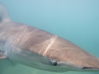 Nurek zginął w paszczy rekina. To atak, jakiego nigdy w historii nie było