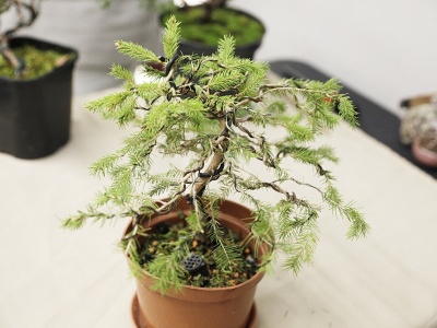 Jak rysować mangę i uprawiać drzewko bonsai?