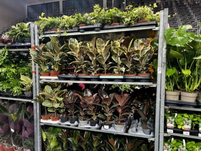 Festiwal Roślin w łódzkiej Sport Arenie