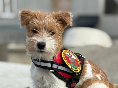 Ten słodziak chce być ratownikiem GPR OSP Gdańsk