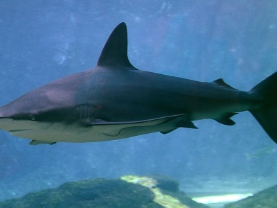 Atak rekina w Izraelu. Naukowcy zbadali tajemnicze zachowanie drapieżnika