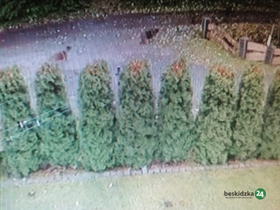 Czy psy sieją strach w Brennej? Niepokojące nagranie w Internecie