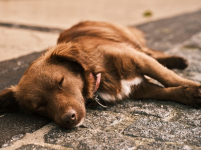 TPLO - co to takiego?