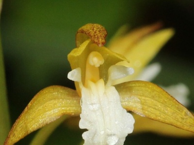 Storczyki są pasożytami, ale jeden z nich poszedł o krok dalej