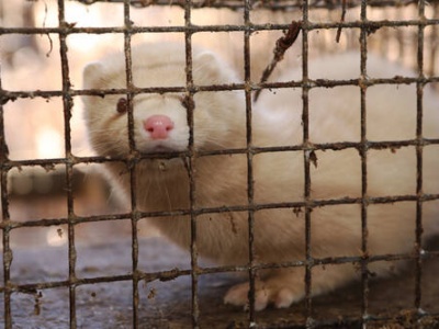 Rolnicy wskazują co stracą jeśli branża futerkowa zostanie zlikwidowana. Prezydent pomoże?