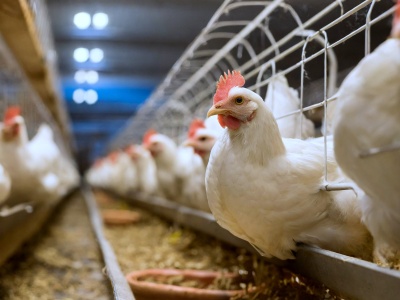 Europa mówi o dobrostanie zwierząt, a Polska milczy? Tylko 4% zgłoszeń w konsultacjach!