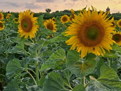 Słonecznik zamiast rzepaku? Sprawdziliśmy, ile można na nim zarobić w 2025 roku