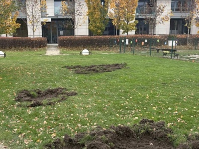 Dziki rozkopały trawniki przy Royal Wilanów. Internauci śmieją się, że szukały trufli