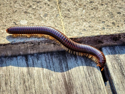Gnieżdżą się w piwnicach i garażach. Nigdy ich nie dotykaj. Wydzielają m.in. cyjanowodór
