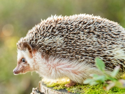 Ludzie postawili budki dla jeży na zimę. Te je omijają. Co się dzieje?