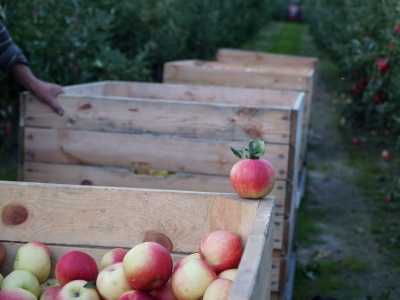 Uważaj na oszustów podszywających się pod ARiMR