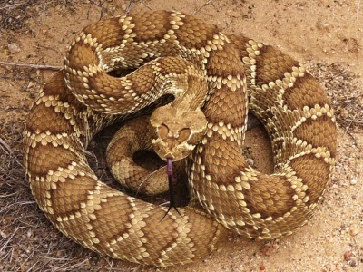 Jak polubić grzechotnika? Podglądanie zamienia ignorancję i strach w wiedzę i szacunek