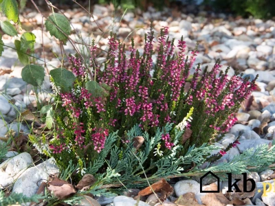 Ogrodnicy znają ten trik – kilka kropel i wrzosy kwitną do mrozów!