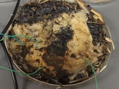 Komórki pamięci z grzybów? Wystarczy mikrokontroler, aby biologiczny organizm zyskał nowe zastosowanie