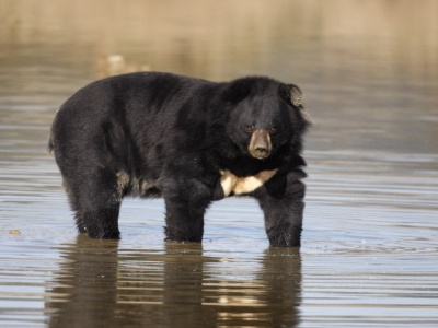 Co robić, gdy zbliża się niedźwiedź. Japończycy mają sprawdzone metody