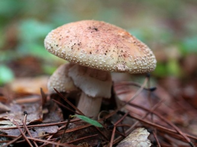 Gratka dla grzybiarzy. Ten grzyb jest jadalny tylko w określonej sytuacji