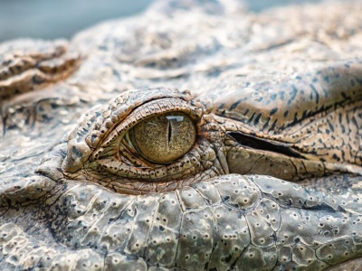 Nowo odkryta skamielina może zmieniać rozumienie ewolucji krokodyli