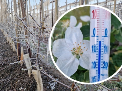 Gdzie pomoc dla sadów po przymrozkach? Ministerstwo: „będzie, ale później”