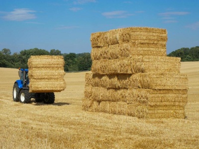 Koniec z rafineriami? Naukowcy znaleźli sposób, by paliwo robić z trawy