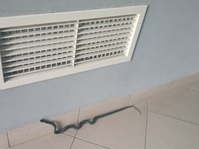 Wąż za ścianą? Niepokojące zgłoszenia z olsztyńskich bloków